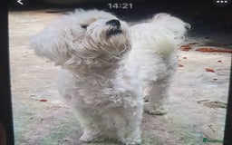 Maltese dogs for sale: Maltese - Image 17