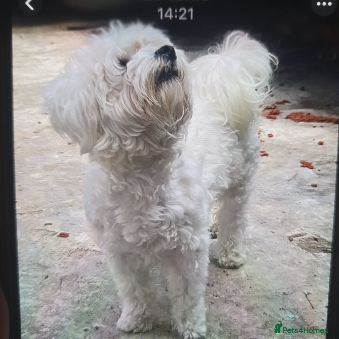 Maltese dogs for sale: Maltese - Image 17