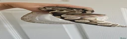 Python Snake reptiles for sale: Male Ball/Royal Python For Sale - Advert 6