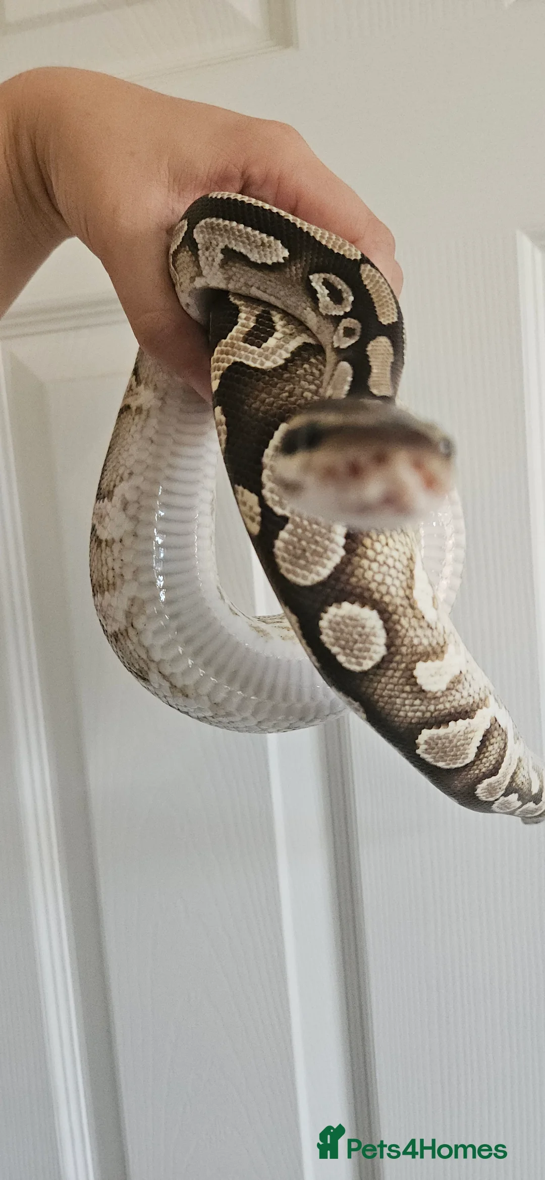 Python Snake reptiles for sale: Male Ball/Royal Python For Sale - Advert 6