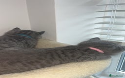 British Shorthair cats for sale: Beautiful BSH Kittens - Ready to leave ASAP - Image 23