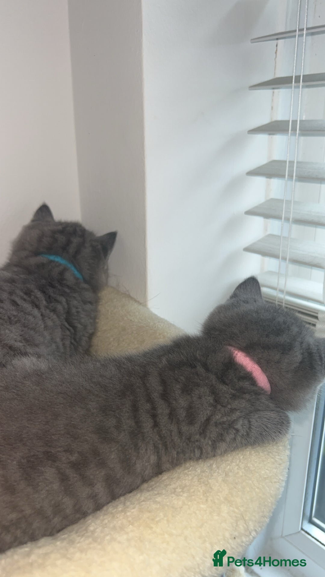 British Shorthair cats for sale: Beautiful BSH Kittens - Ready to leave ASAP - Image 23