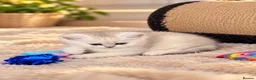 Scottish Fold cats for sale: stunning Scottish Fold and  Straight kittens - Advert 22