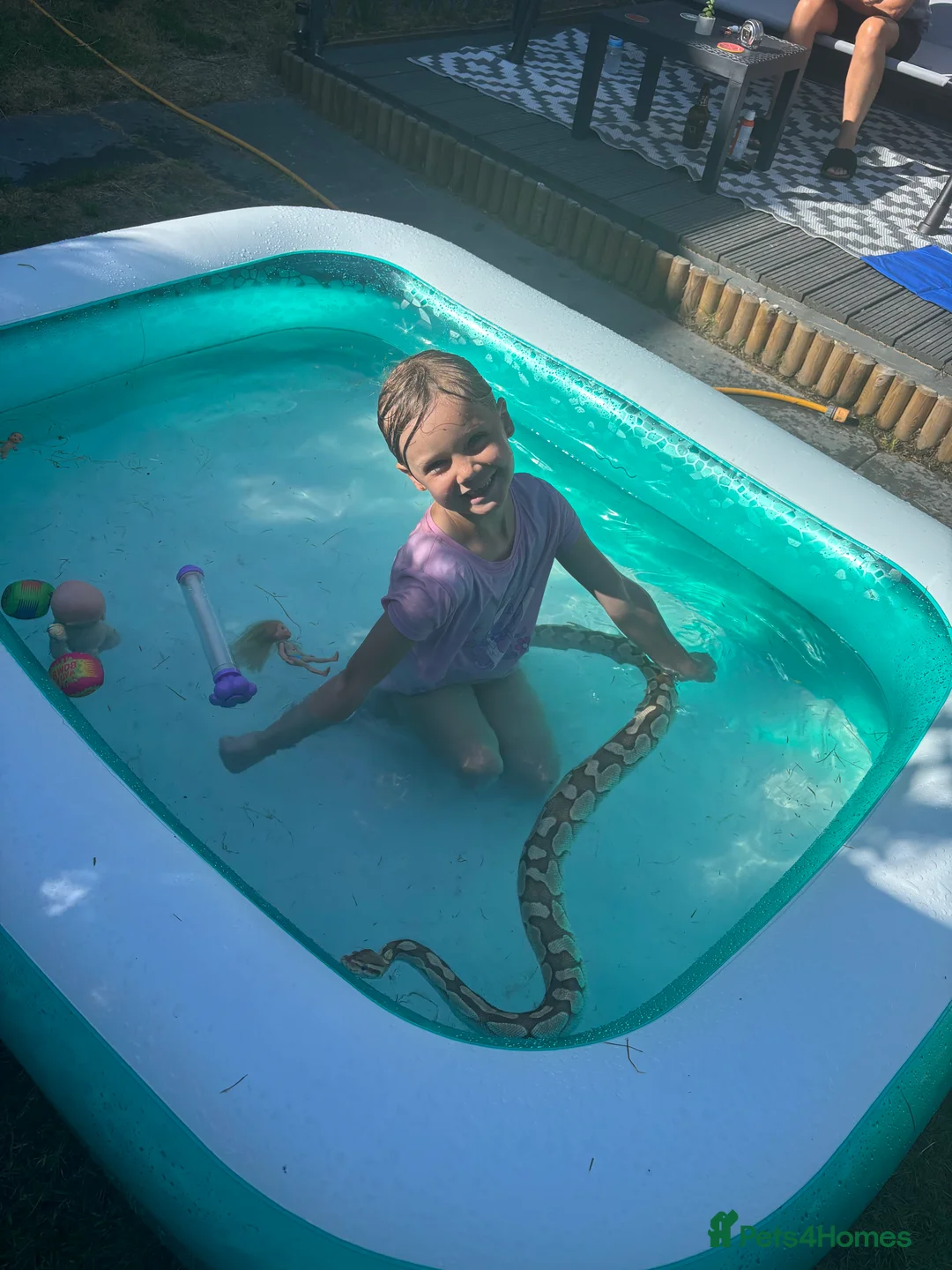 Python Snake reptiles for sale: Adult female may be enchi butter ball python - Advert 7