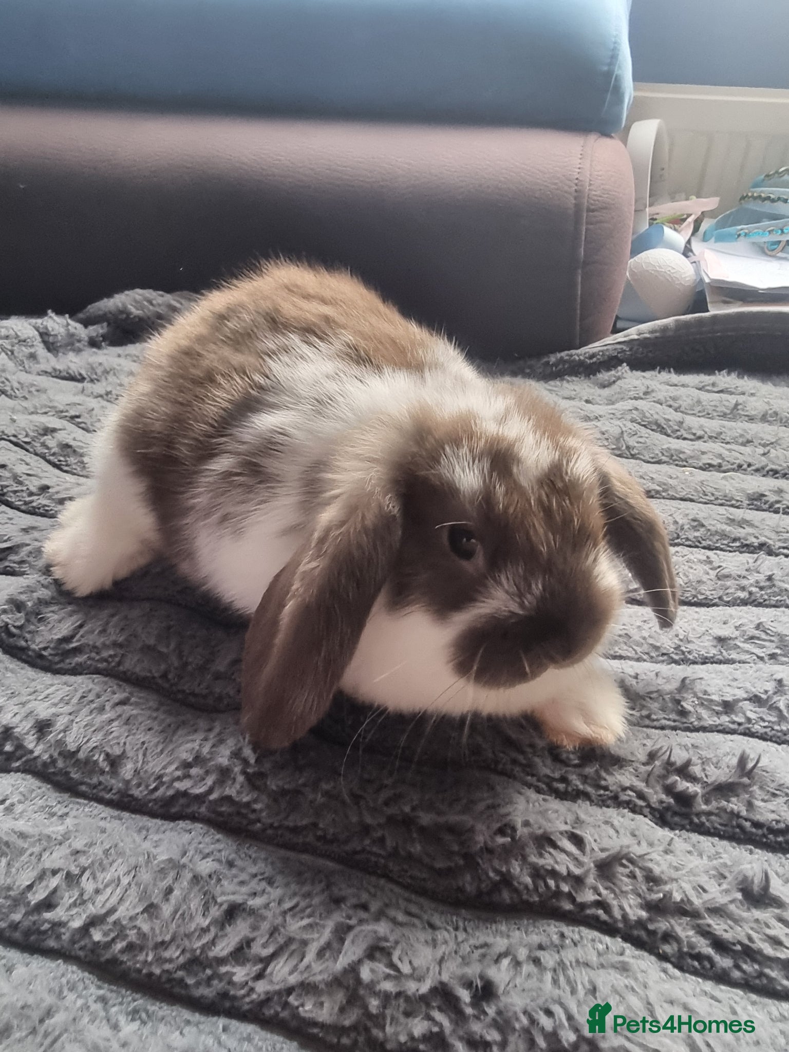 Mini Lion Lop rabbits Baby mix mini lop lion head  - Advert 8