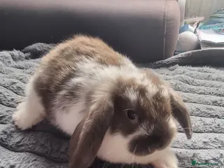 Mini Lion Lop rabbits Baby mix mini lop lion head - Advert 8