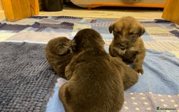 Mixed Breed dogs for sale: WOLFADOODLE F1B REVERSE. IRISH WOLFHOUND X  - Advert 3
