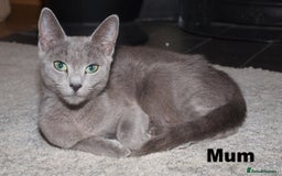 Russian Blue cats for sale: Pure Russian Blue kitten GIRL - Image 5