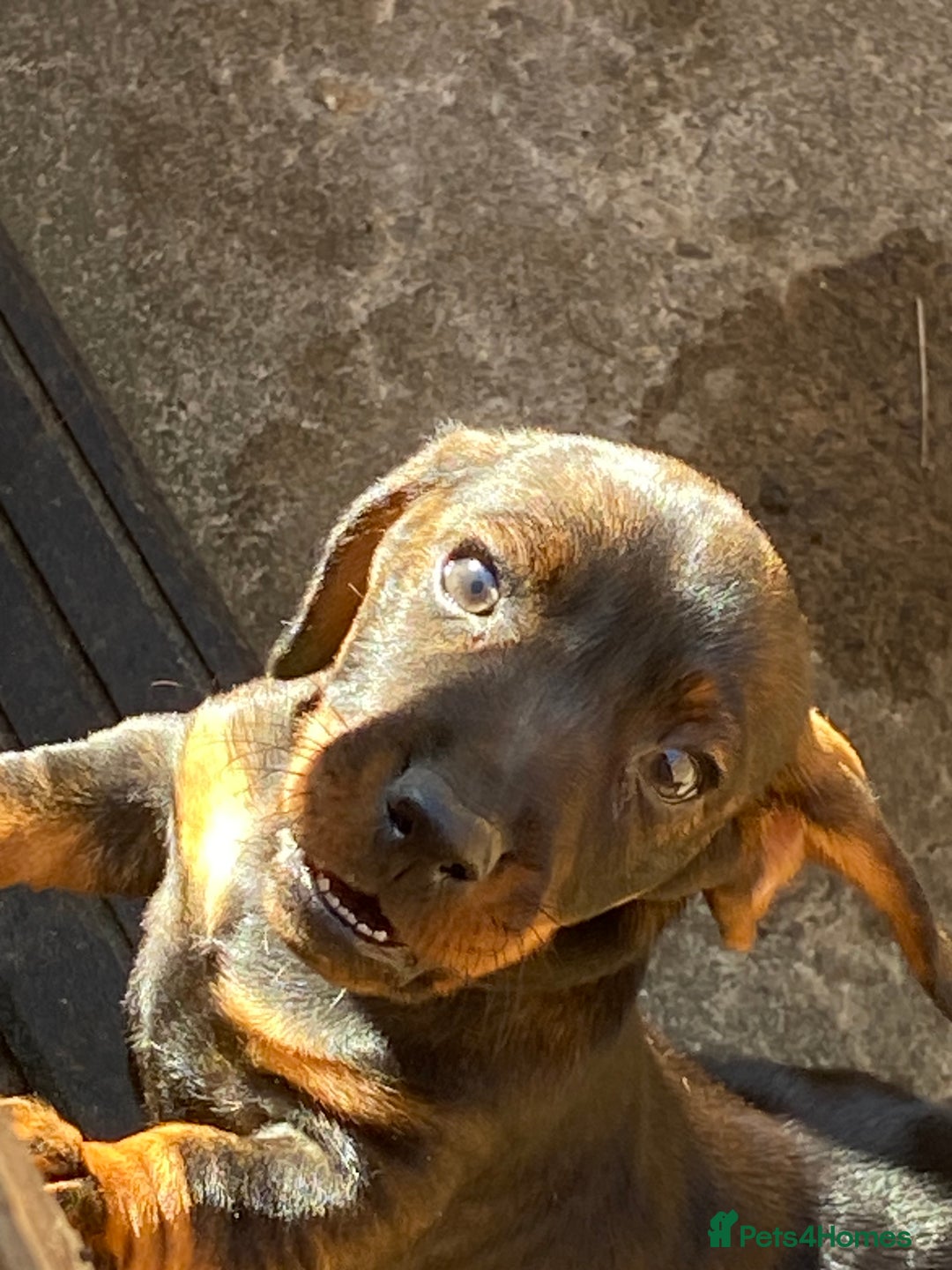 Dachshund dogs for sale: Mini wirehaired dachshund puppys Dad kc registered in Northampton - Image 4