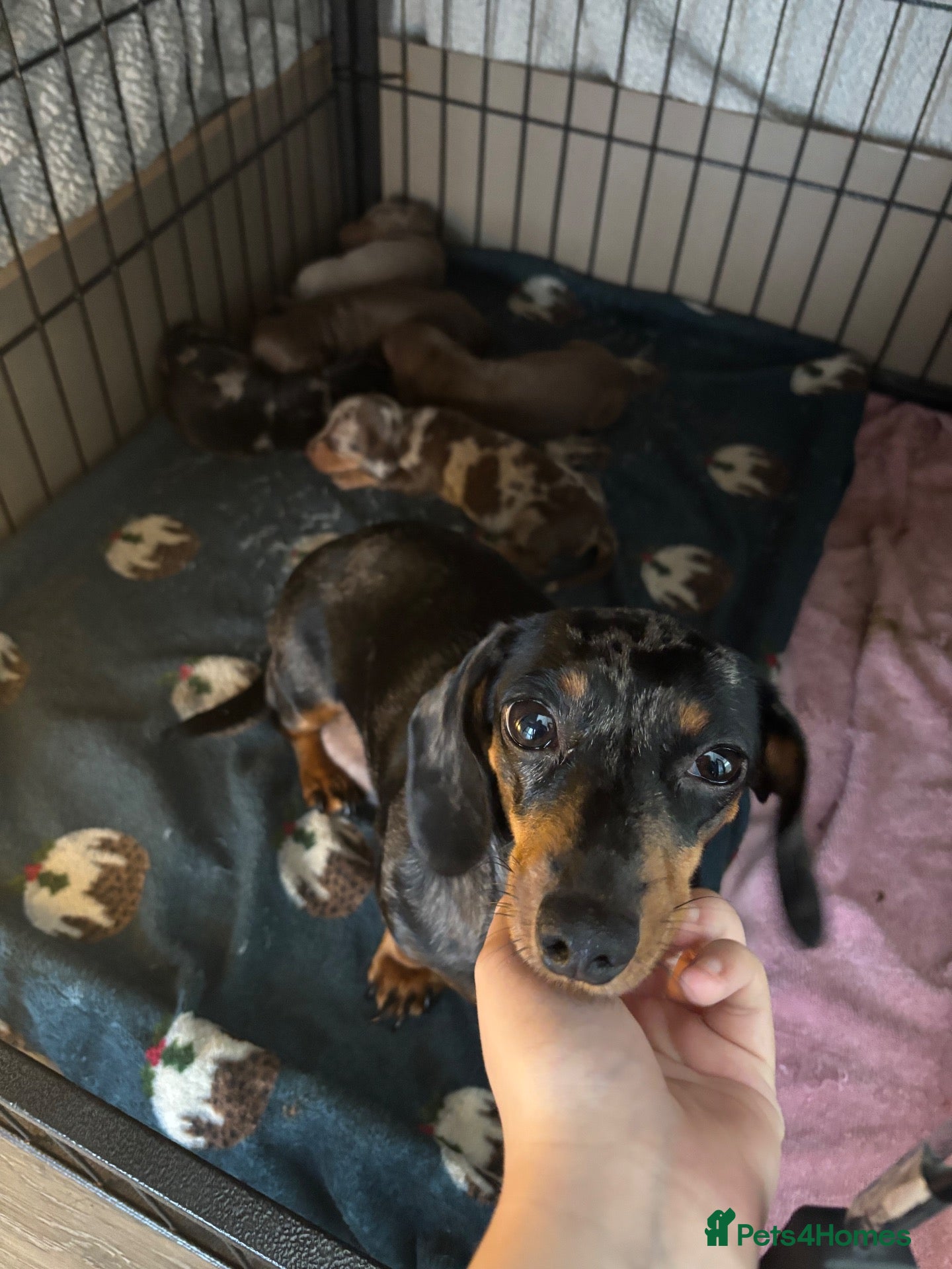 Miniature Dachshund dogs 2 Miniature Dachshunds for sale  - Advert 1