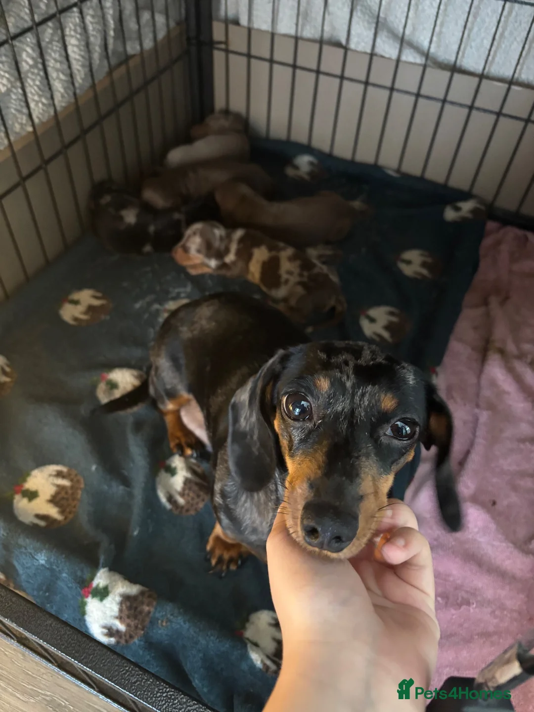 Miniature Dachshund dogs for sale: 2 Miniature Dachshunds for sale  in Hull - Advert 1
