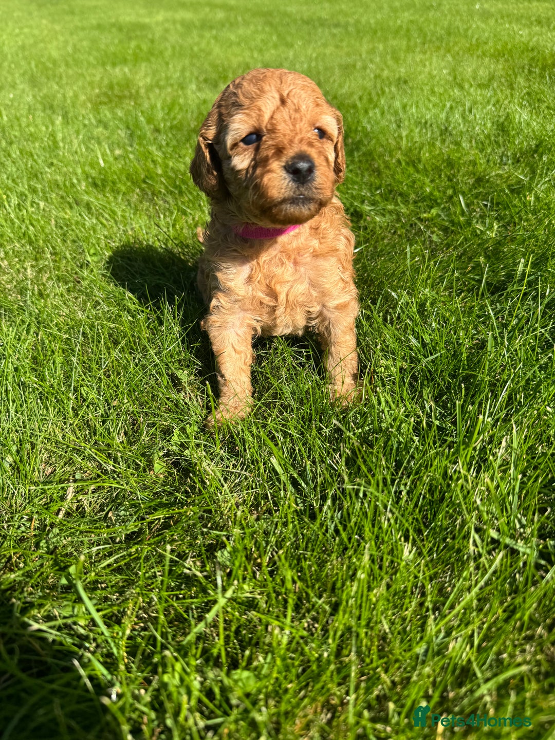 Miniature Poodle dogs for sale: KC registered Miniature Red poodles for Sale - Image 23