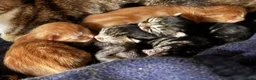 Mixed Breed cats for sale: KITTENS LOOKING FOR HOMES in Malton - Advert 5