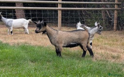 Goats livestock for sale: Baby Pygmy Goats – 2 Girls & 1 Boy (Neutered) - Image 2