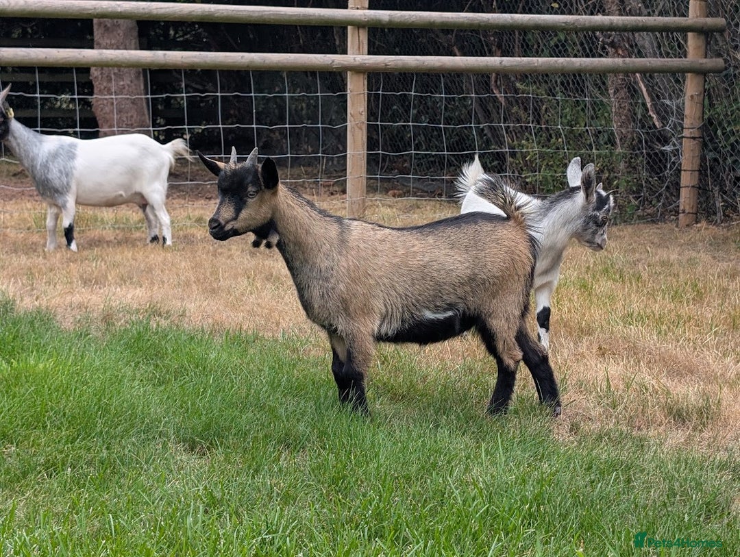 Goats livestock for sale: Baby Pygmy Goats – 2 Girls & 1 Boy (Neutered) - Image 2