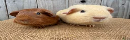 Guinea Pig rodents for sale: Stunning baby guinea pigs ready to leave  - Advert 2