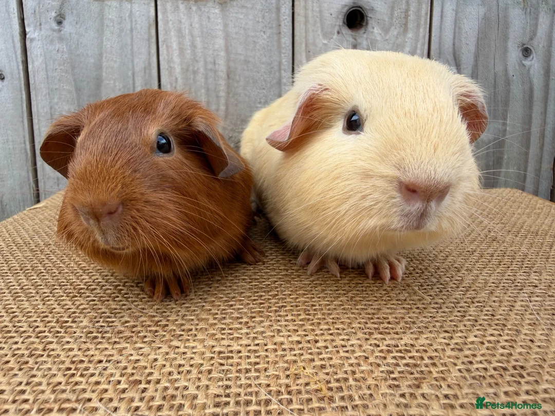 Guinea Pig rodents for sale: Stunning baby guinea pigs ready to leave  - Advert 2