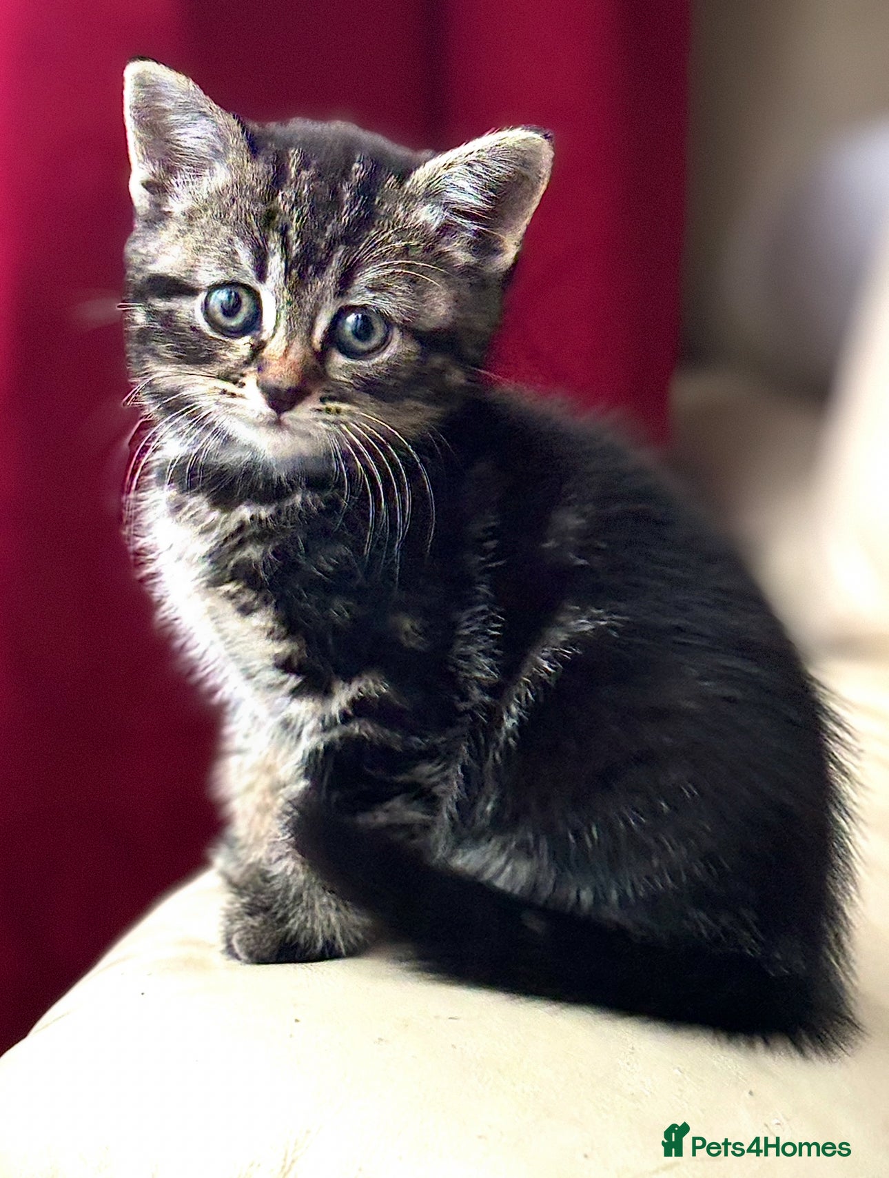 Norwegian Forest Cat cats Chunky Tabby kittens ready for their new homes  - Advert 5