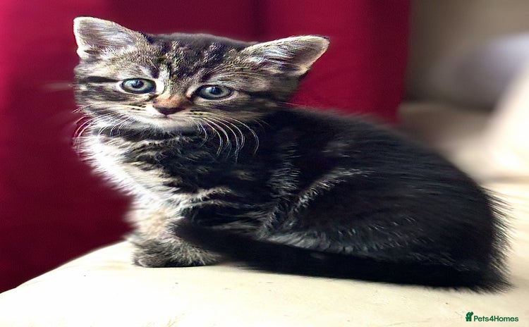 Norwegian Forest Cat cats - Advert 1