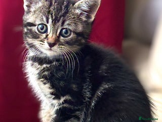 Norwegian Forest Cat cats - Advert 8