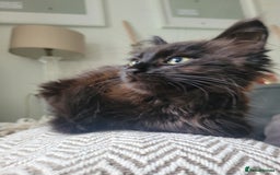 Ragdoll cats for sale: Stunning Radoll/Bengal MIx - Image 7