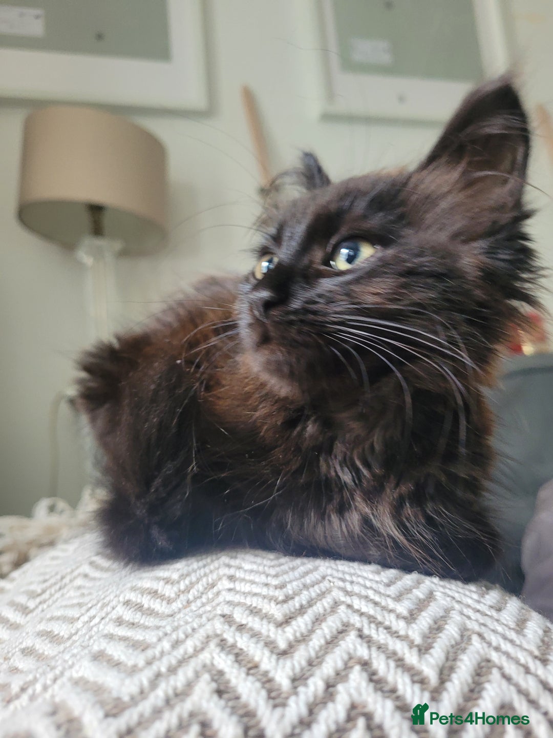 Ragdoll cats for sale: Stunning Radoll/Bengal MIx - Image 7