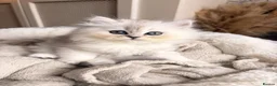 Mixed Breed cats for sale: Persian chinchilla kittens for sale  - Advert 2