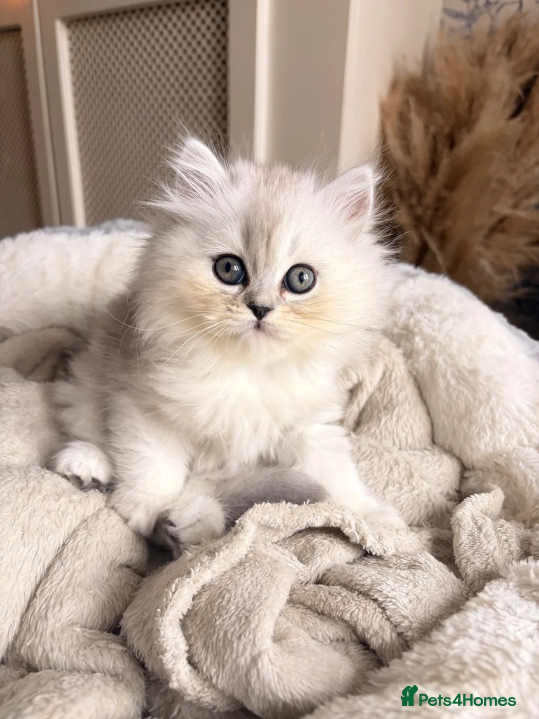 Mixed Breed cats for sale: Persian chinchilla kittens for sale  - Advert 2