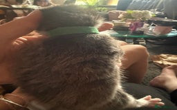 British Shorthair cats for sale: 3 boys kittens ready beginning of nov  - Image 2