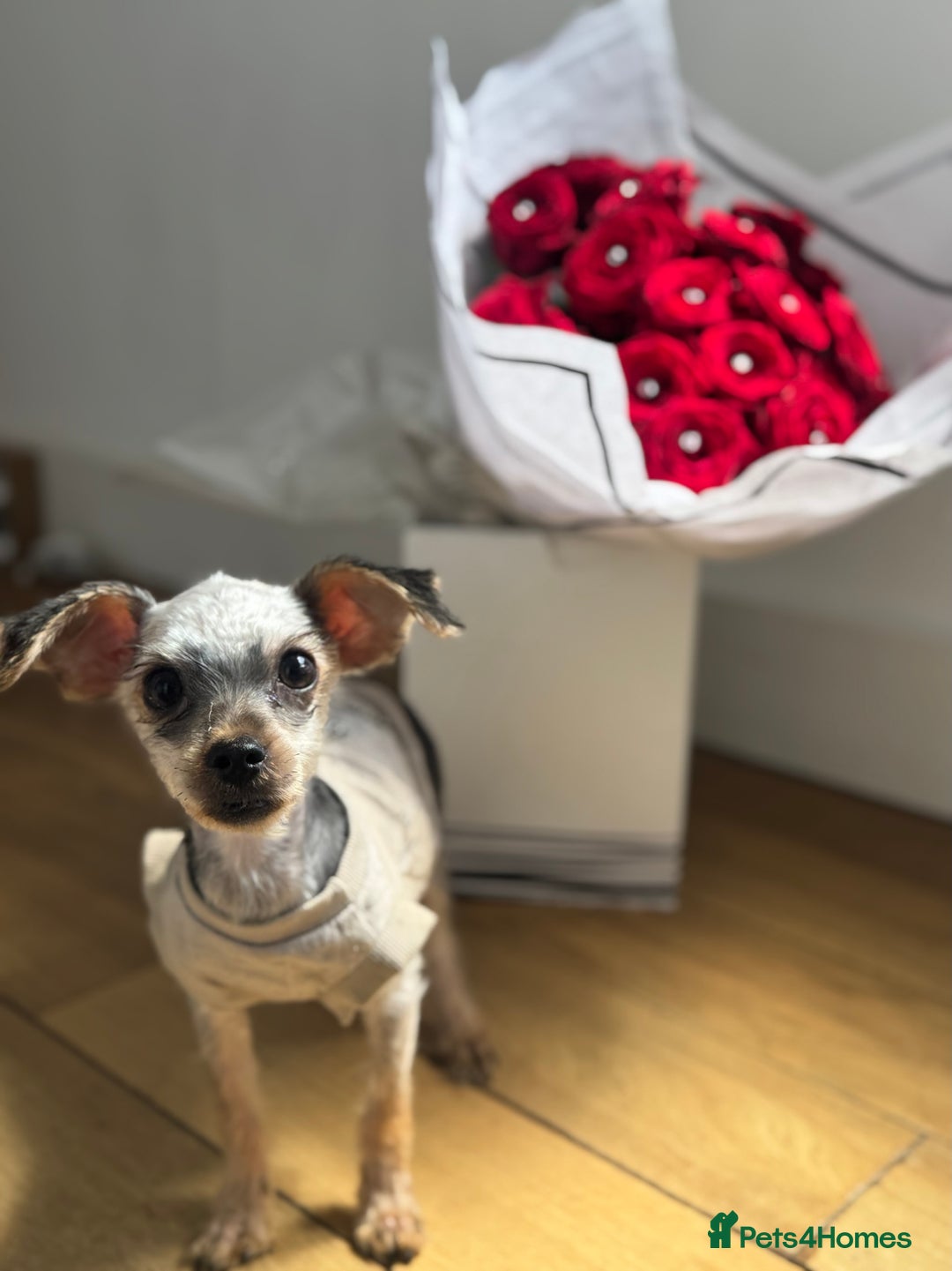 Yorkiepoo dogs for sale: 🐶💙 TINY Teddybear pup for 5 STAR families only  in London - Image 10