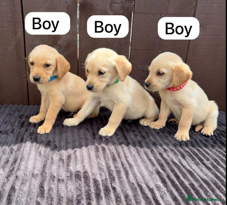 Goldador dogs Goldador puppies 9 available  - Advert 2