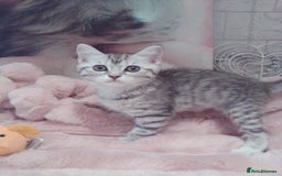 Scottish Fold cats for sale: ready to leave!! 2 Scottish straights  - Image 10