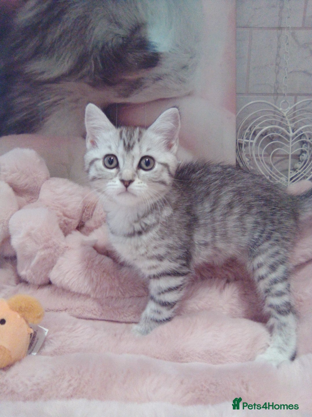 Scottish Fold cats for sale: ready to leave!! 2 Scottish straights  - Image 10
