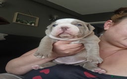 Olde English Bulldogge dogs for sale: Beautiful olde English bulldogs 🩷 - Image 8
