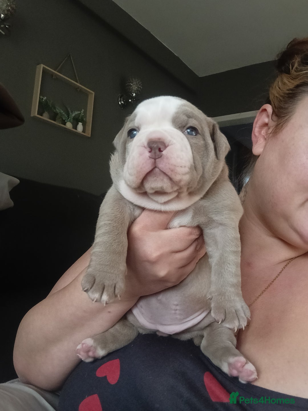 Olde English Bulldogge dogs for sale: Beautiful olde English bulldogs 🩷 - Image 8