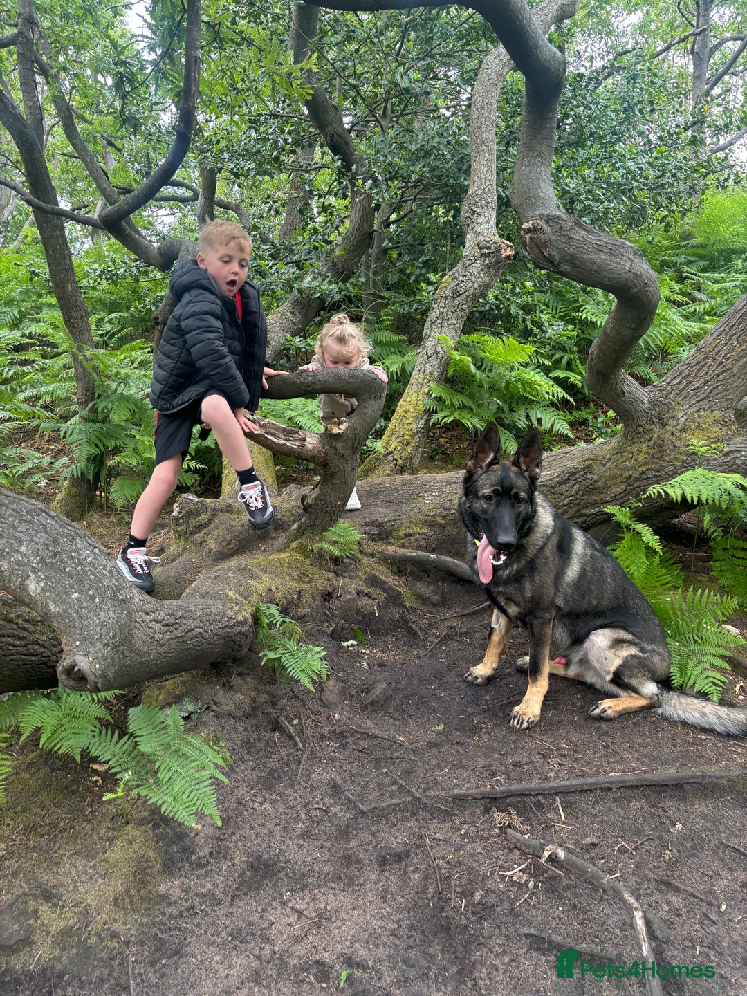 German Shepherd dogs for sale: German Shepard  - Advert 9