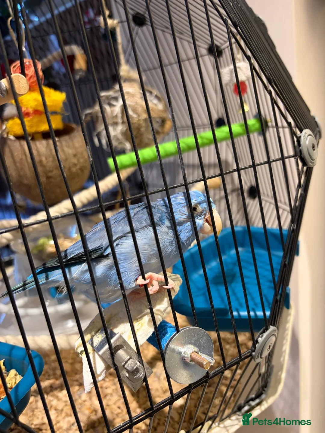 Parrots birds for sale: Female Blue Parrotlet - Advert 3