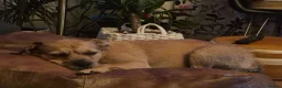 Mixed Breed dogs for sale: Border / Parson terrier mix puppies in Norwich - Advert 14