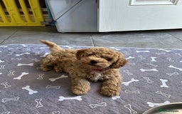 Poochon dogs for sale: Poochon male puppies  - Image 11