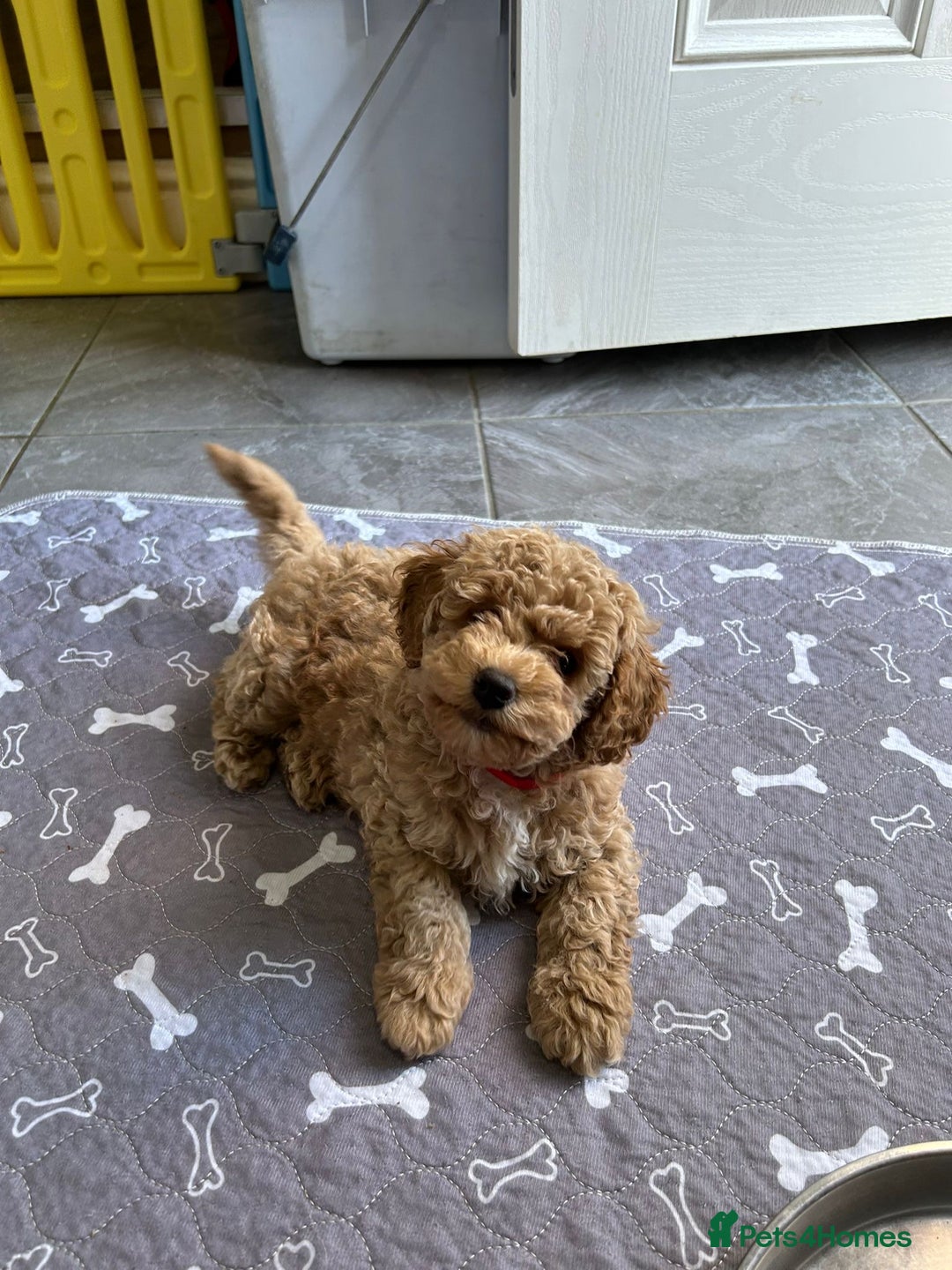 Poochon dogs for sale: Poochon male puppies  - Image 11