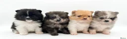 Pomeranian dogs for sale: Pomeranian’s  - Advert 1