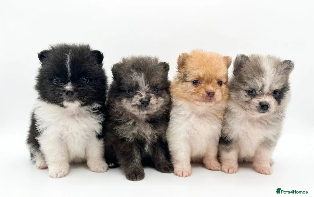 Pomeranian dogs for sale: Pomeranian’s  - Advert 1