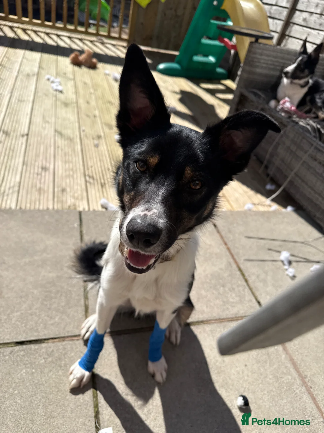 Border Collie dogs for sale: Male border collie  in Exeter - Advert 1