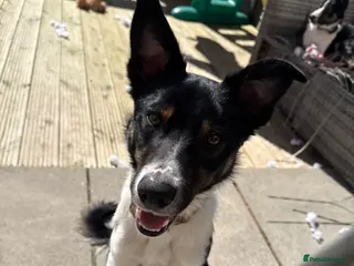 Border Collie dogs Male border collie - Advert 2