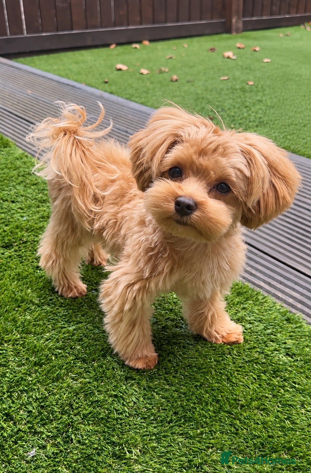 Maltipoo dogs Asian/Korean Maltipoo. DNA tested parents. - Advert 1