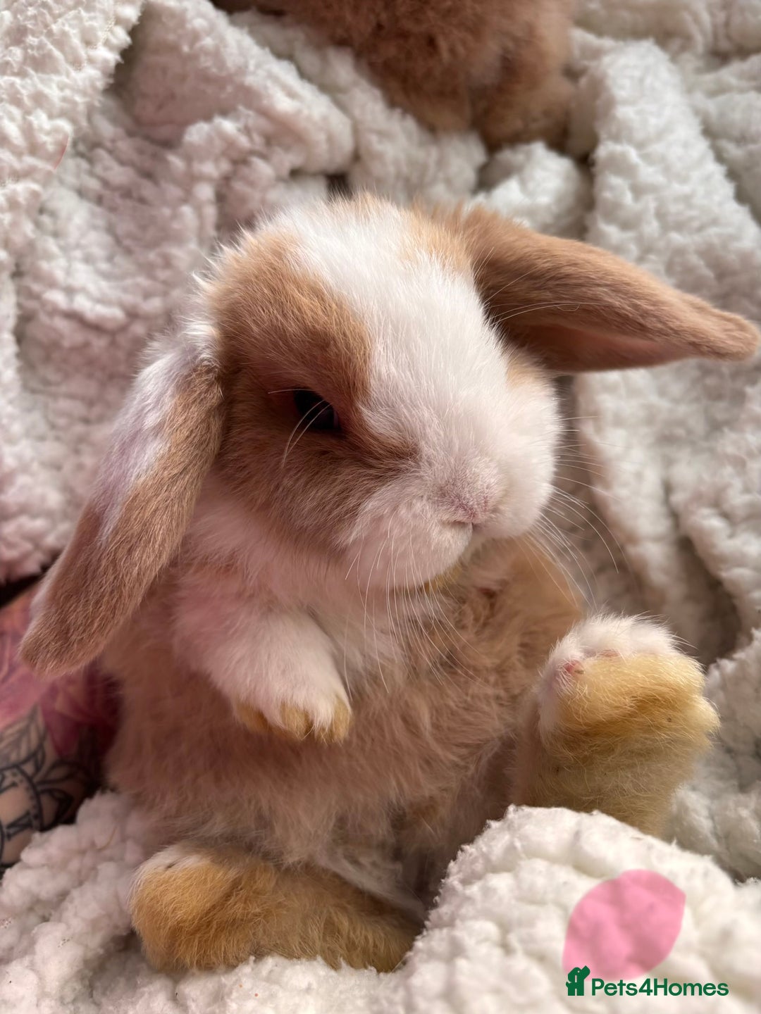 Mini Lop rabbits for sale: purebred Mini Lops  - Advert 2