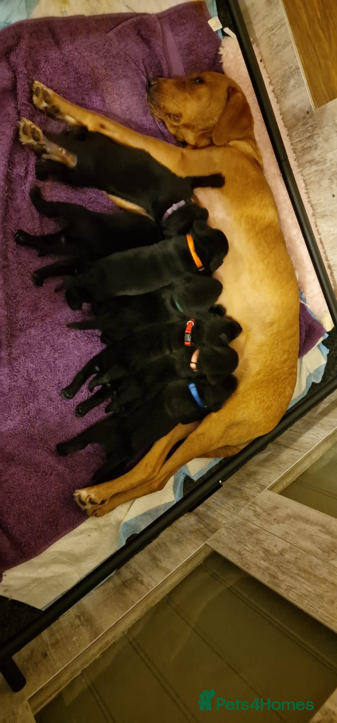 Labrador Retriever dogs for sale: KC Registered Black Lab (1 Girl, 1 boy remaining) - Image 23