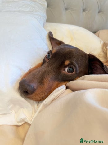 Miniature Dachshund dogs Loving Pair of Mini Dachshunds 🐶 🐶 - Advert 3