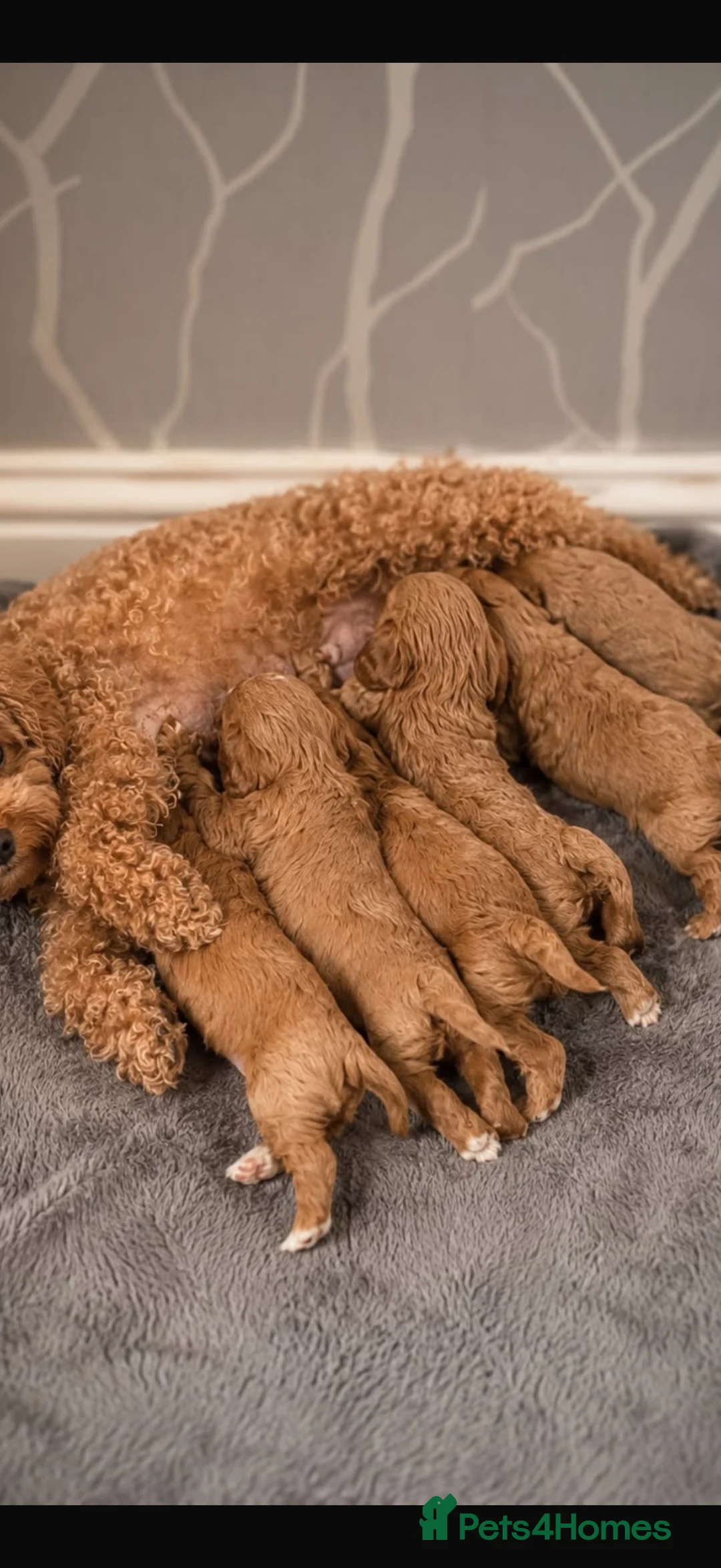 Cavapoo dogs for sale: F1 fox Red cavapoo  - Advert 2