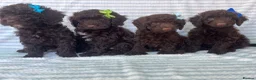 Cockapoo dogs for sale: CHOCOLATE COCKAPOOS GIRLS/BOYS PUPPYS PRA CLEAR - Advert 9